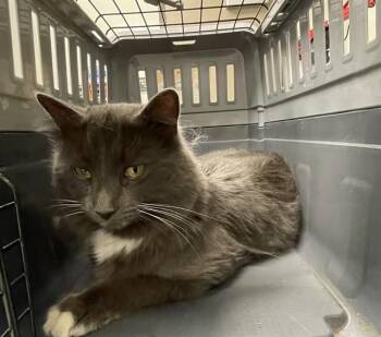 Domestic Medium Hair Cats Available for Adoption in Ontario, California - MIDNIGHT | PetCurious