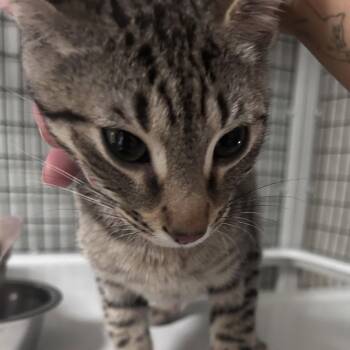 Domestic Short Hair Cats Available for Adoption - Cricket | PetCurious