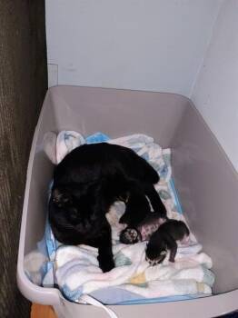 Domestic Short Hair Cats Available for Adoption in Fremont, California - A197562 | PetCurious