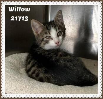 WILLOW see also DARBY -  Domestic Short Hair and Tabby Cat for Adoption in Marietta, Georgia - WILLOW See Also DARBY | PetCurious