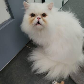 Mr Jim Business (m) 2yrs old Persian -  Persian Cat for Adoption in Ottawa, Ontario - Mr Jim Business (m) 2yrs Old Persian | PetCurious