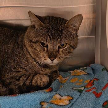Flint -  Domestic Short Hair Cat for Adoption in Council Bluffs, Iowa - Flint | PetCurious