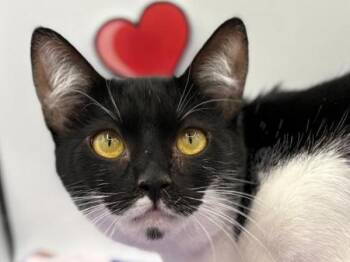 Domestic Short Hair Cats Available for Adoption - Harley-Quin | PetCurious