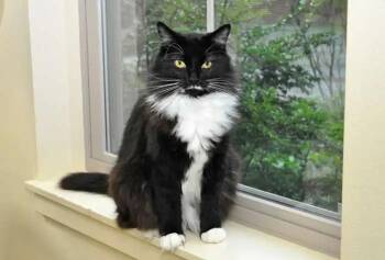 Domestic Medium Hair Cats Available for Adoption - Missy | PetCurious