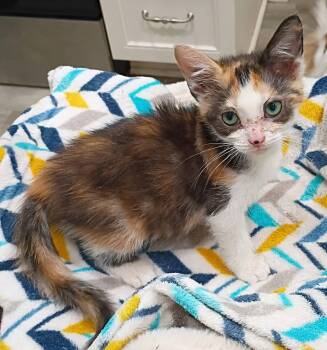 Cara - cuddly & playful -  Domestic Short Hair Cat for Adoption in Hendersonville, Tennessee - Cara - Cuddly & Playful | PetCurious