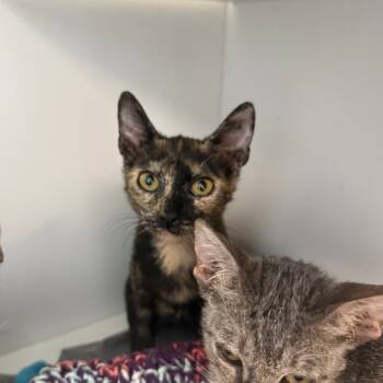 Rescue Domestic Short Hair Cats for Adoption in Port Richey, Florida - Pixie | PetCurious
