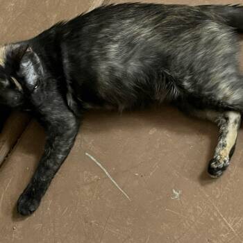 Rescue Tortoiseshell Cats for Adoption in Phoenix, Arizona - Padme Amidala | PetCurious
