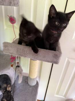 Ron Swanson -  Domestic Short Hair Cat for Adoption - Ron Swanson | PetCurious