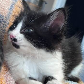 Susan -  Domestic Short Hair Cat for Adoption in Walker, Michigan - Susan | PetCurious