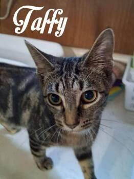 Taffy -  Domestic Short Hair Cat for Adoption in Hillsboro, Ohio - Taffy | PetCurious