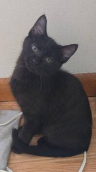 Silvoh -  Domestic Short Hair Cat for Adoption in Germantown, Ohio - Silvoh | PetCurious