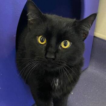 Domestic Short Hair Cats Available for Adoption - Roma | PetCurious