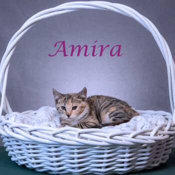 Amira C26-178 -  Domestic Short Hair Cat for Adoption in Lebanon, Tennessee - Amira C26-178 | PetCurious