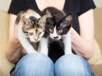 Primavera and Gatito -  Domestic Short Hair Cat Available for Adoption in Seattle, Washington - Primavera And Gatito | PetCurious