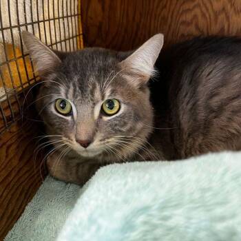 Domestic Medium Hair Cats Available for Adoption - Happy | PetCurious