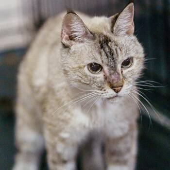Macy -  Siamese Cat for Adoption in Austin, Texas - Macy | PetCurious