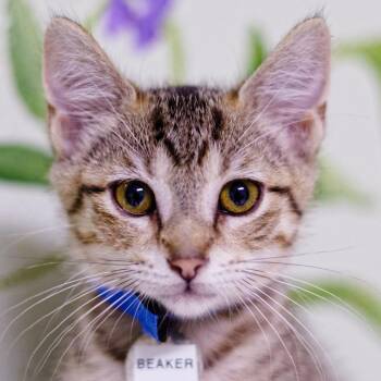 Beaker -  Domestic Short Hair Cat for Adoption in Hot Springs, Arkansas - Beaker | PetCurious