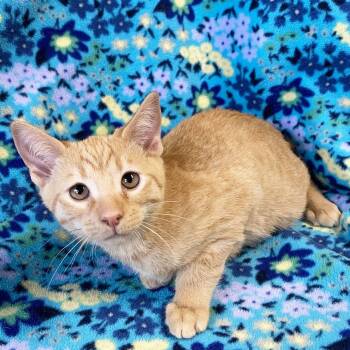 Rescue Domestic Short Hair Cats for Adoption in Mt. Juliet, Tennessee - Crew | PetCurious