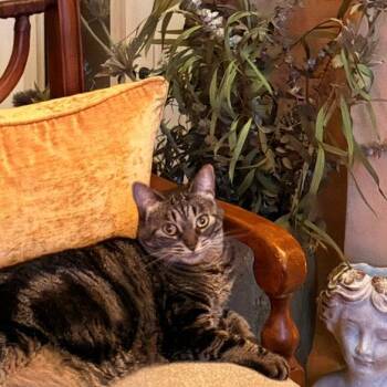 Kiki -  Domestic Medium Hair Cat for Adoption in San Pablo, California - Kiki | PetCurious