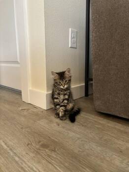 TINA -  Domestic Long Hair Cat for Adoption in Broomfield, Colorado - TINA | PetCurious