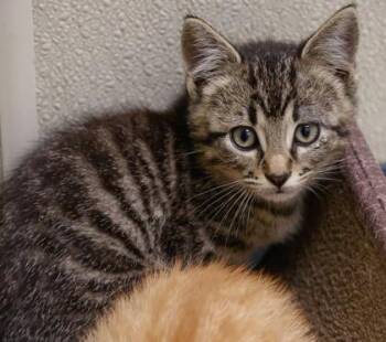 Jones -  Domestic Short Hair Cat for Adoption in Verona, Wisconsin - Jones | PetCurious