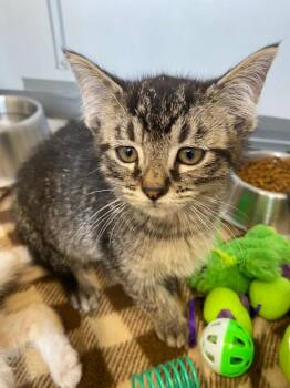 Hellebore -  Domestic Short Hair Cat for Adoption in Van Wert, Ohio - Hellebore | PetCurious