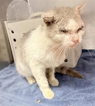 Rescue Domestic Short Hair Cats for Adoption in Camarillo, California - A872587 | PetCurious