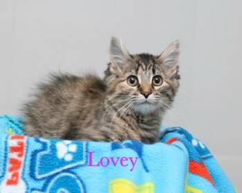 Domestic Medium Hair and Domestic Short Hair Cats Available for Adoption - Lovey | PetCurious