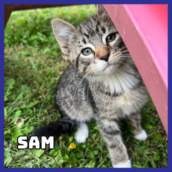 Rescue Domestic Short Hair Cats for Adoption in Glenwood, Minnesota - Sam | PetCurious