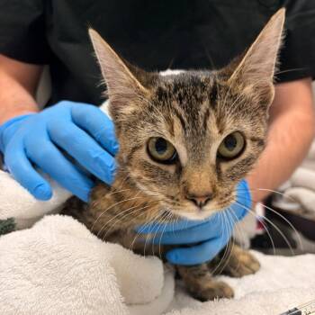 Saga Anderson -  Domestic Short Hair Cat for Adoption in Walker, Michigan - Saga Anderson | PetCurious