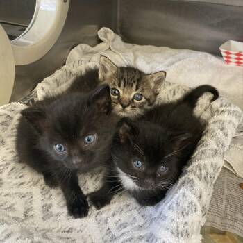Kay -  Domestic Short Hair Cat for Adoption in Hawthorne, California - Kay | PetCurious