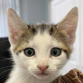 Reed -  Domestic Short Hair Cat for Adoption in Greensboro, Georgia - Reed | PetCurious
