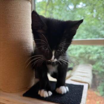 Jasper C71032 (Sponsored) -  Domestic Short Hair Cat for Adoption in Minnetonka, Minnesota - Jasper C71032 (Sponsored) | PetCurious