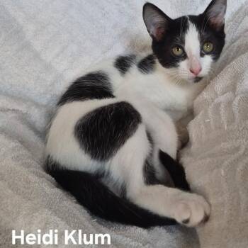Heidi Klum -  Domestic Short Hair Cat for Adoption in Matteson, Illinois - Heidi Klum | PetCurious