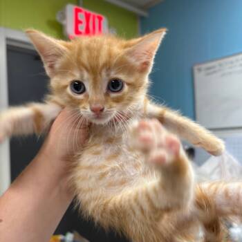 Rescue Domestic Short Hair Cats for Adoption in Morganton, North Carolina - Sunny D | PetCurious