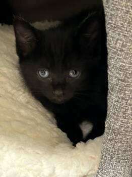 Rescue Domestic Short Hair Cats for Adoption in Atlanta, Georgia - Midnight And Moonbeam | PetCurious