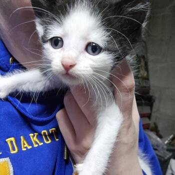 Domestic Short Hair Cats Available for Adoption in Sioux Falls, South Dakota - Louie | PetCurious