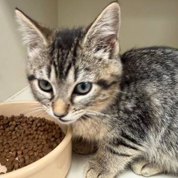 Spicy -  Domestic Short Hair Cat for Adoption in Fairport, New York - Spicy | PetCurious