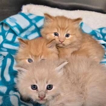 Domestic Long Hair Cats Available for Adoption in Newport, Tennessee - Hannibal | PetCurious