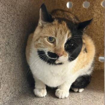 Domestic Short Hair Cats Available for Adoption - Billie | PetCurious