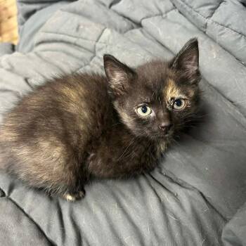 Domestic Short Hair Cats Available for Adoption - Sidney C11174 | PetCurious