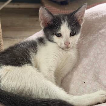 Naruto -  Domestic Short Hair Cat for Adoption in Gonzales, Louisiana - Naruto | PetCurious