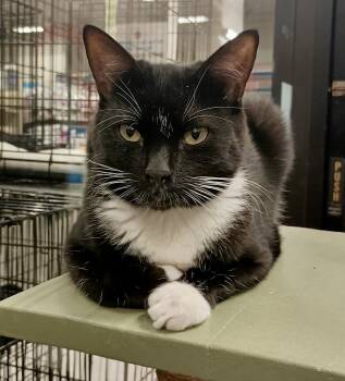 Honey -  Domestic Short Hair Cat for Adoption in San Juan Capistrano, California - Honey | PetCurious