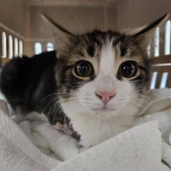 Captain -  Domestic Medium Hair Cat for Adoption in Gainesville, Florida - Captain | PetCurious