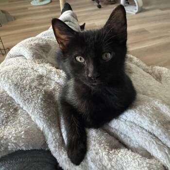 Midnight -  Domestic Short Hair Cat for Adoption in San Tan Valley, Arizona - Midnight | PetCurious