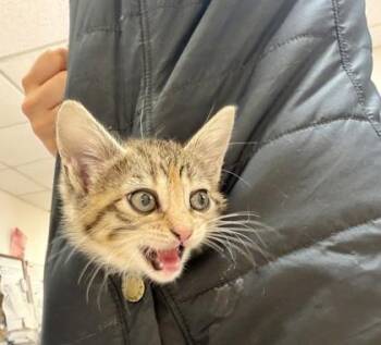 Domestic Short Hair Cats Available for Adoption in Fort Worth, Texas - Chirp (pre Adopt) | PetCurious
