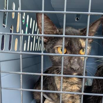 Puddle -  Domestic Short Hair Cat for Adoption in NEW PT RICHEY, Florida - Puddle | PetCurious