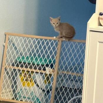 Domestic Short Hair Cats Available for Adoption in Webster, Texas - Churro | PetCurious