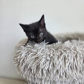 Oregano -  Domestic Short Hair Cat for Adoption in North Battleford, Saskatchewan - Oregano | PetCurious
