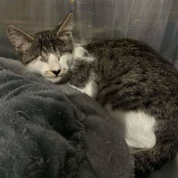 Lezae -  Domestic Short Hair and Tabby Cat for Adoption in Antioch, California - Lezae | PetCurious